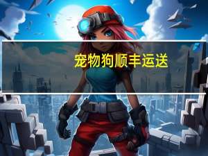 宠物狗顺丰运送