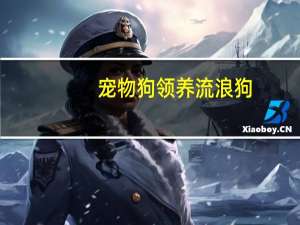 宠物狗领养流浪狗