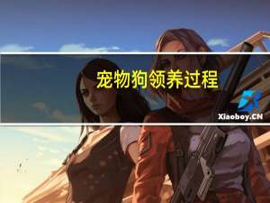 宠物狗领养过程