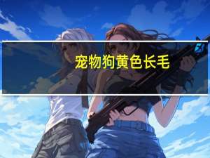 宠物狗黄色长毛