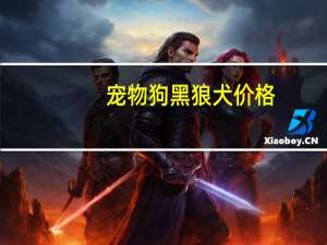 宠物狗黑狼犬价格