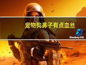 宠物狗鼻子有点血丝
