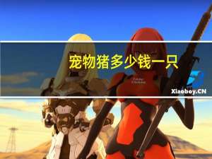 宠物猪多少钱一只。