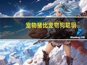 宠物猪比宠物狗聪明