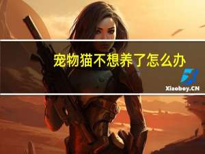 宠物猫不想养了怎么办