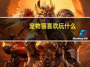 宠物猫喜欢玩什么