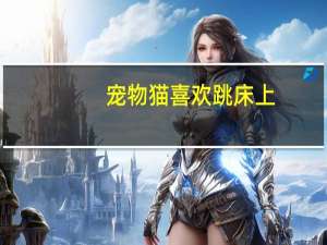 宠物猫喜欢跳床上