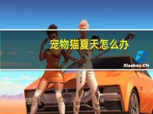 宠物猫夏天怎么办