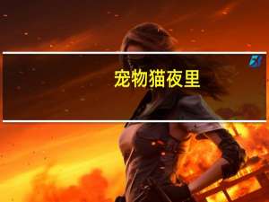 宠物猫夜里