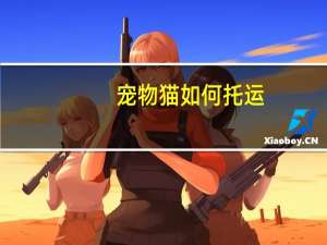 宠物猫如何托运