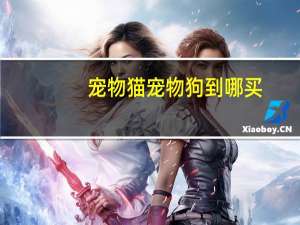 宠物猫宠物狗到哪买