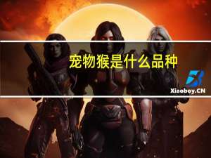 宠物猴是什么品种