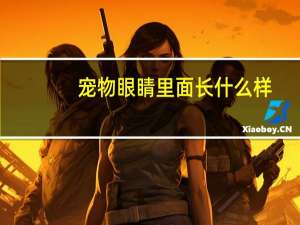 宠物眼睛里面长什么样