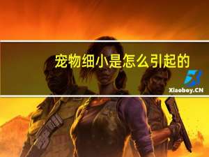 宠物细小是怎么引起的