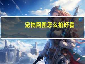 宠物网图怎么拍好看