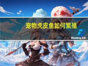宠物虎皮鱼如何繁殖