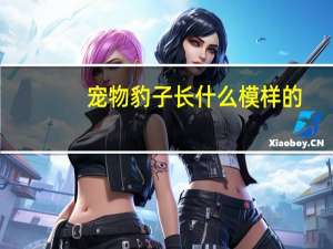 宠物豹子长什么模样的
