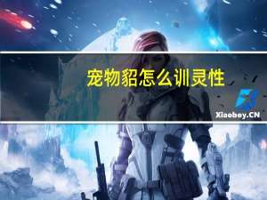 宠物貂怎么训灵性