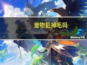 宠物貂掉毛吗