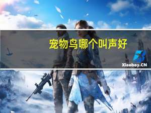 宠物鸟哪个叫声好