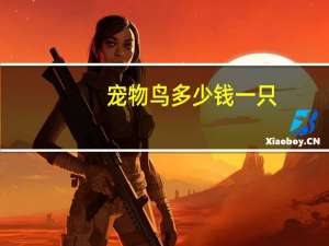 宠物鸟多少钱一只