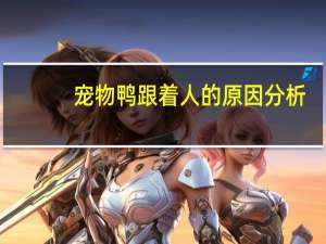 宠物鸭跟着人的原因分析