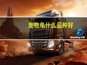 宠物龟什么品种好