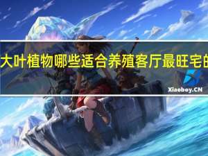客厅大叶植物哪些适合养殖 客厅最旺宅的大型植物