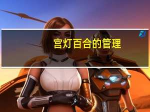 宫灯百合的管理：灯笼百合对温度与日照要求不严格