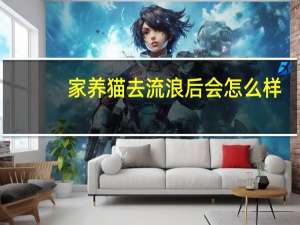 家养猫去流浪后会怎么样