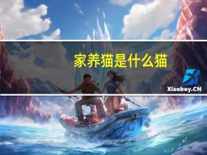 家养猫是什么猫