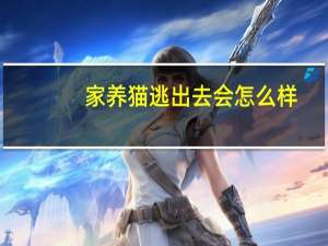 家养猫逃出去会怎么样