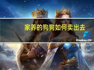 家养的狗狗如何卖出去