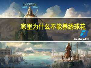 家里为什么不能养绣球花