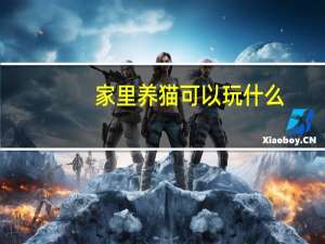 家里养猫可以玩什么