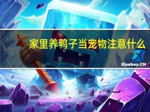 家里养鸭子当宠物注意什么
