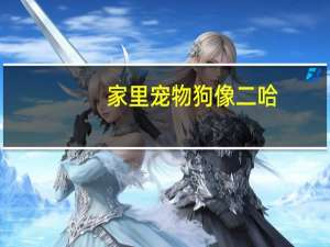 家里宠物狗像二哈