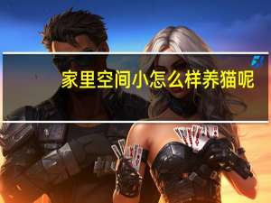 家里空间小怎么样养猫呢