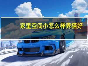 家里空间小怎么样养猫好