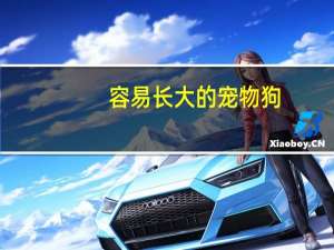 容易长大的宠物狗