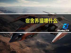 宿舍养猫喂什么