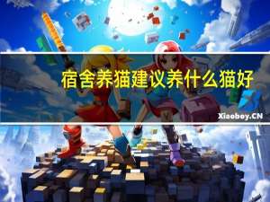 宿舍养猫建议养什么猫好