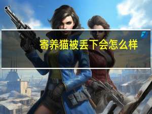 寄养猫被丢下会怎么样