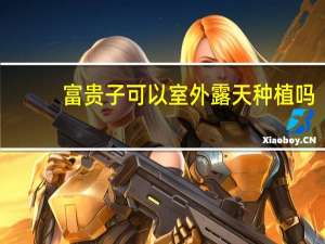 富贵子可以室外露天种植吗