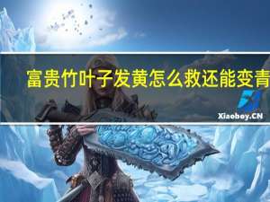 富贵竹叶子发黄怎么救还能变青吗