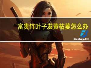 富贵竹叶子发黄枯萎怎么办