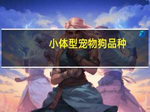 小体型宠物狗品种