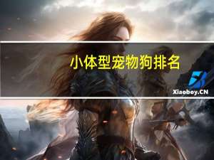 小体型宠物狗排名