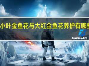 小叶金鱼花与大红金鱼花养护有哪些要点：光照、施肥、修剪