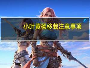 小叶黄杨移栽注意事项（小叶黄杨的养殖方法和注意事项）